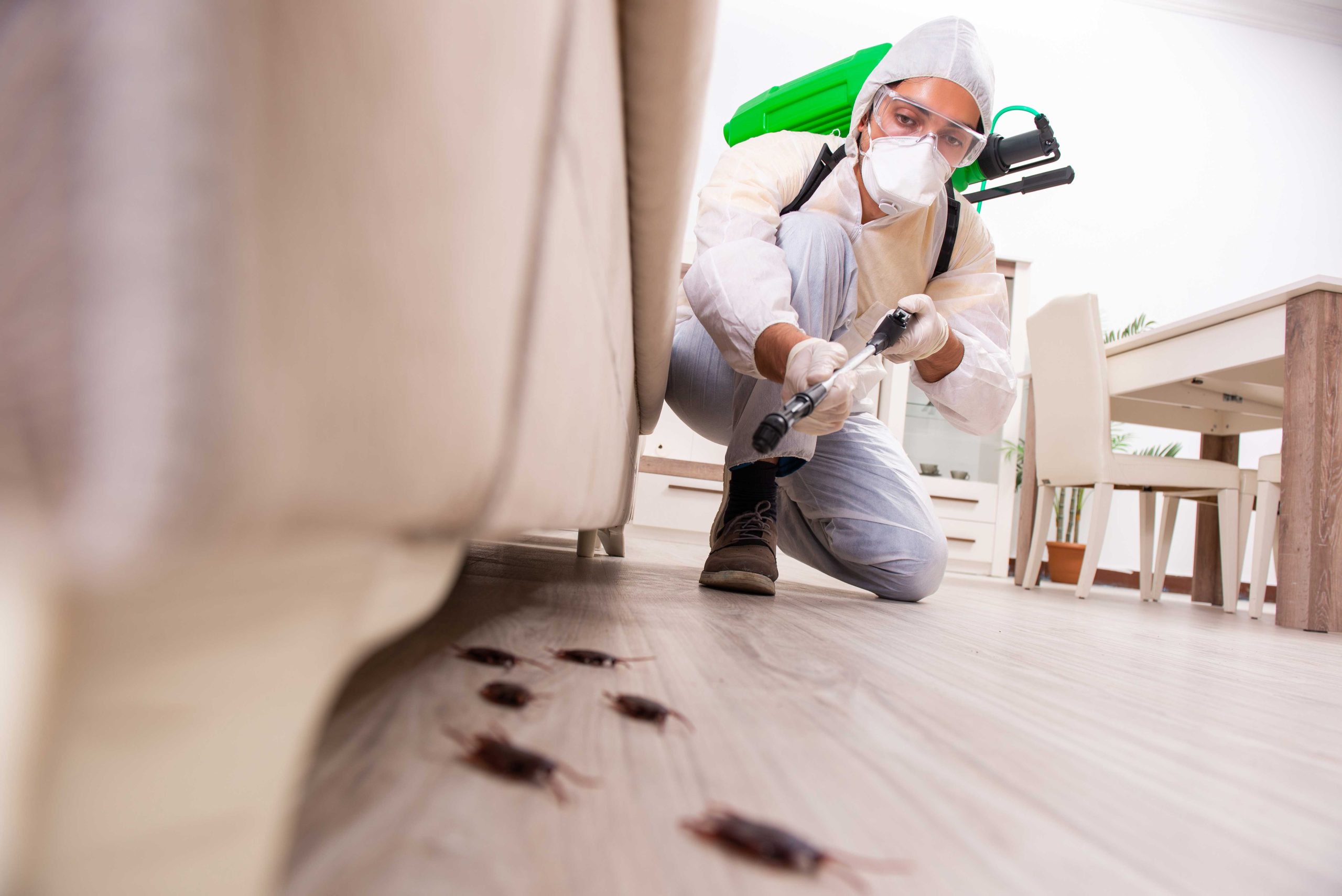 Pest Control Services in Maui